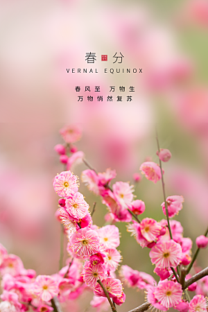春分节气简约大气海报