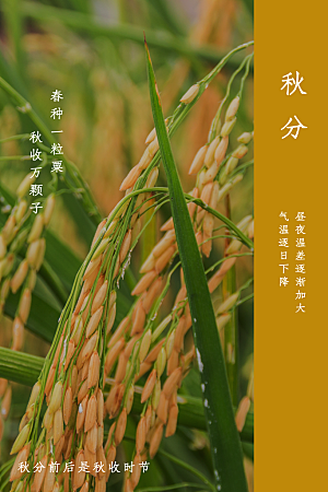 秋分节气简约大气海报