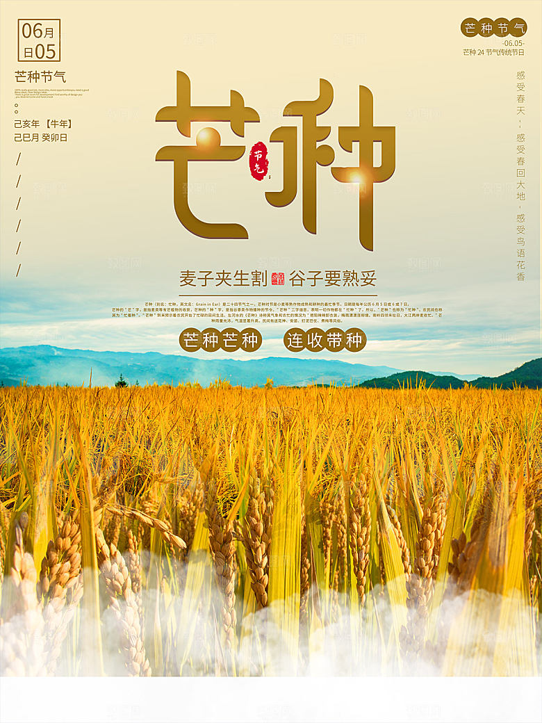 芒种节气简约大气海报