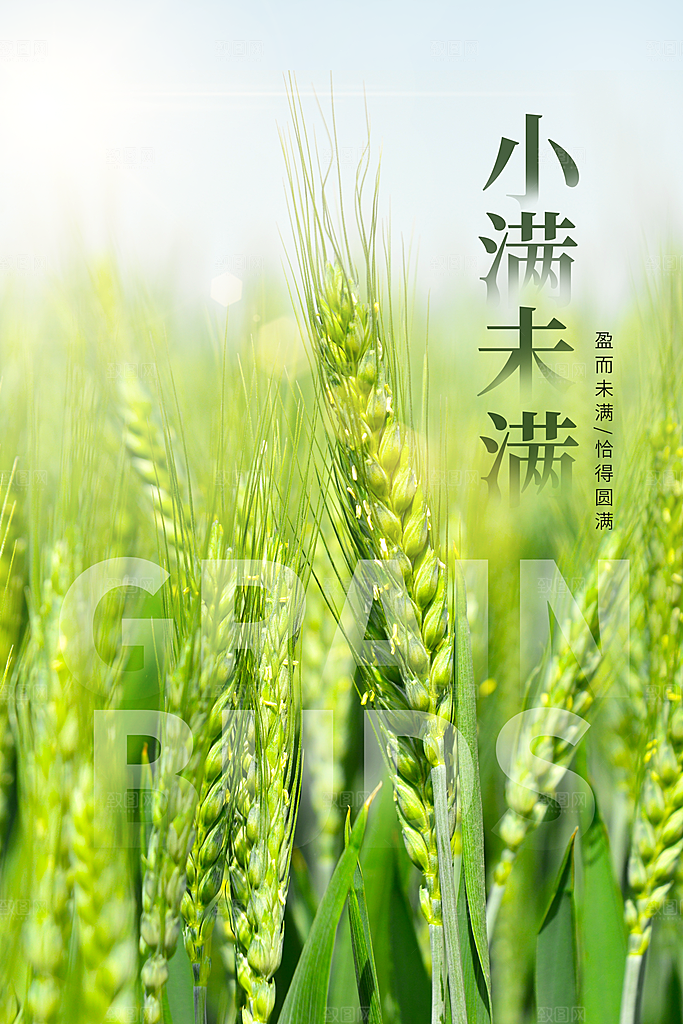 小满节气简约大气海报