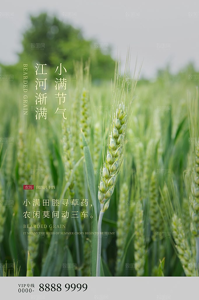 小满节气简约大气海报