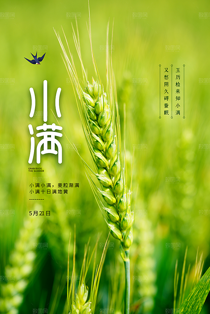 小满节气简约大气海报