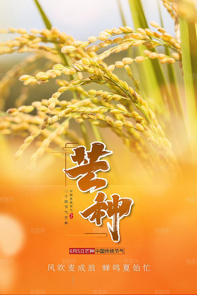 芒种节气简约大气海报