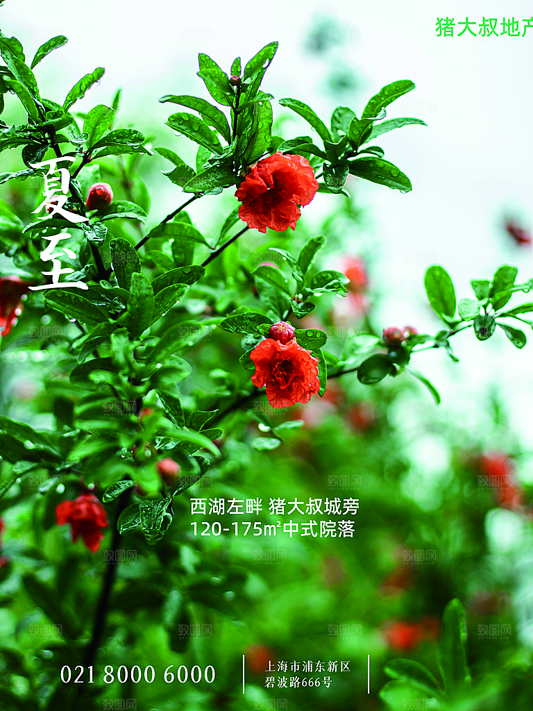 夏至节气简约大气海报