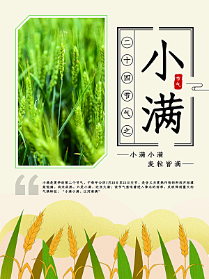 小满节气简约大气海报