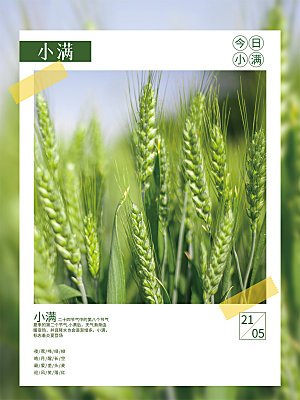 小满节气简约大气海报