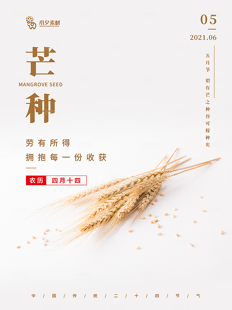 芒种节气简约大气海报