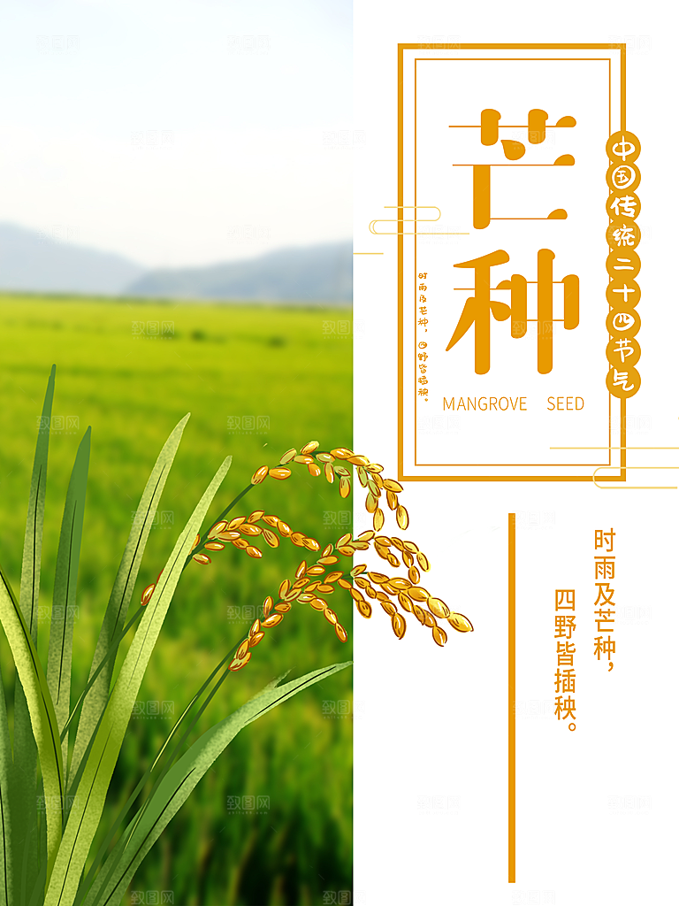 芒种节气简约大气海报
