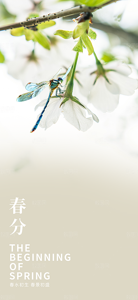 传统二十四节气春分海报