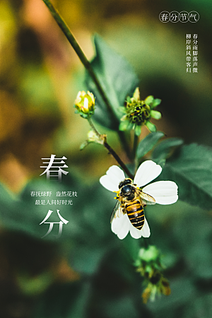 简约大气春分节气宣传海报