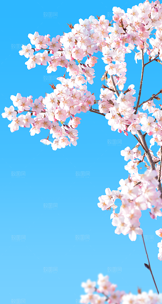 蓝天映衬下的粉嫩樱花枝免抠图