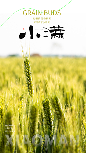 二十四节气小满海报