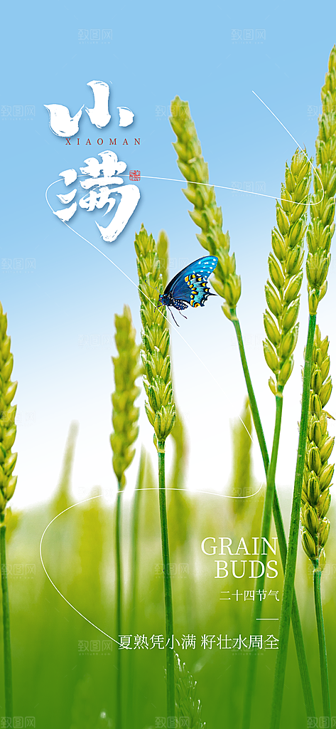 二十四节气小满海报