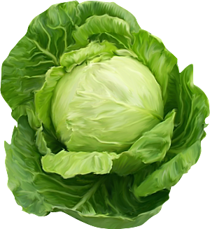 透明免扣元素蔬菜包菜png