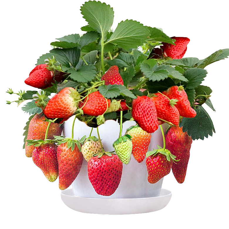 草莓花盆种植透明底png