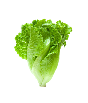 蔬菜生菜透明底png