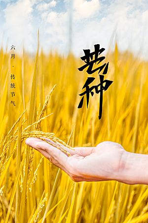芒种节气传统海报