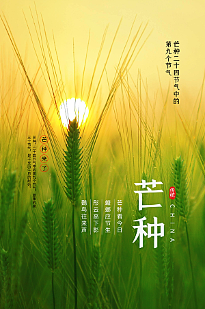 芒种节气传统海报