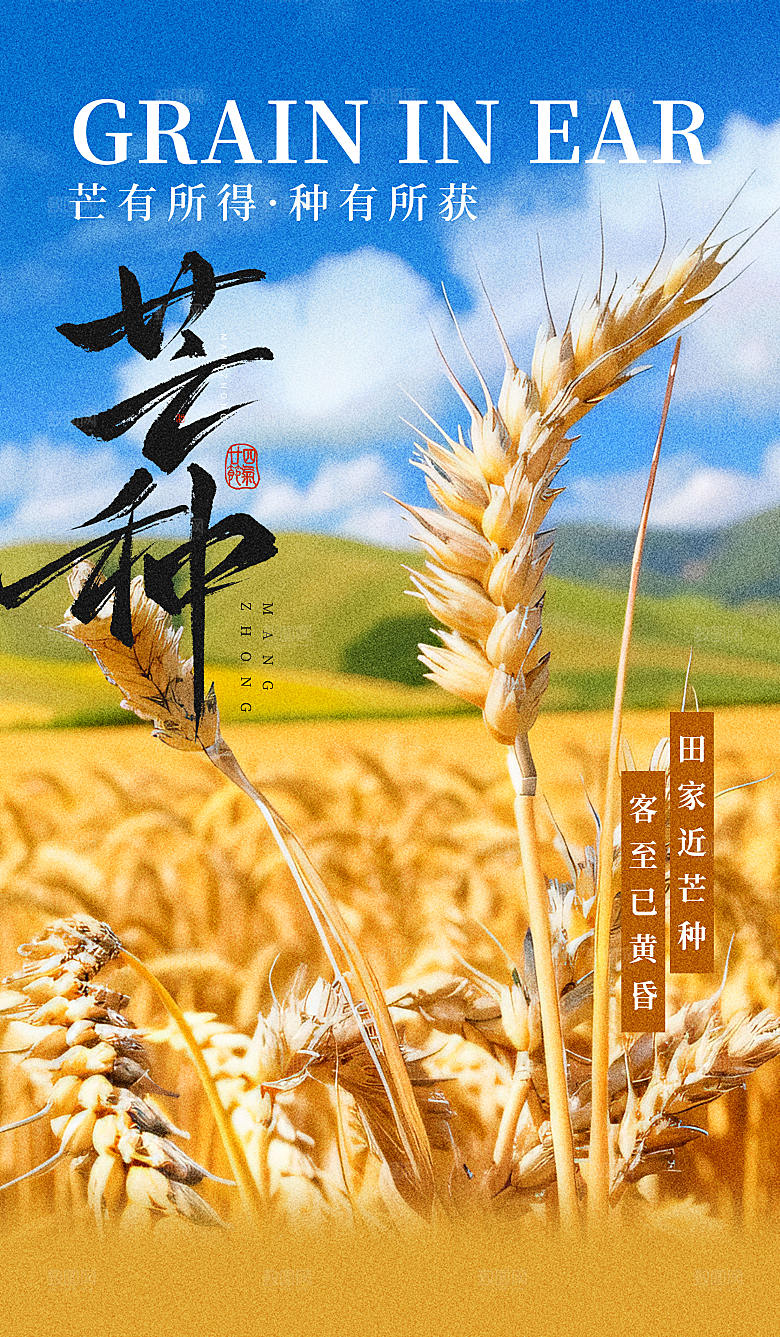 简约大气芒种节气海报模板