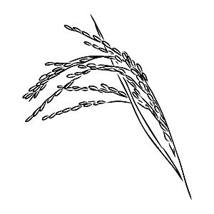 复古手绘谷物水稻大米小麦燕麦黑白线稿素材