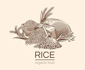 复古手绘谷物水稻大米小麦燕麦黑白线稿