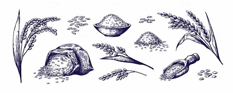 复古手绘谷物水稻大米小麦燕麦黑白线稿素材