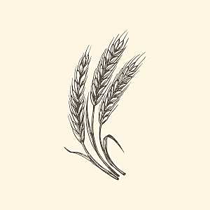 复古手绘谷物水稻大米小麦燕麦黑白线稿素材