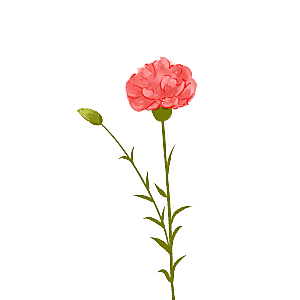 唯美小清新花卉鲜花免扣png元素