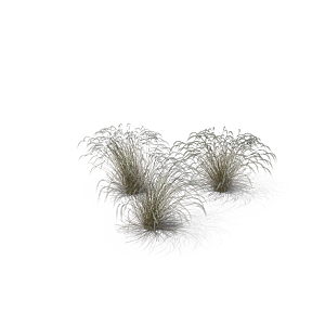 蕨类植物小草丛免抠素材