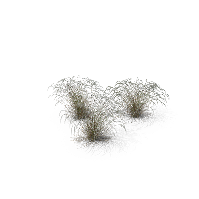 蕨类植物小草丛免抠素材