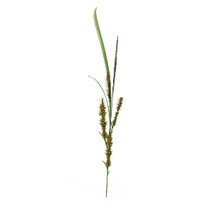 蕨类植物小草丛免抠素材