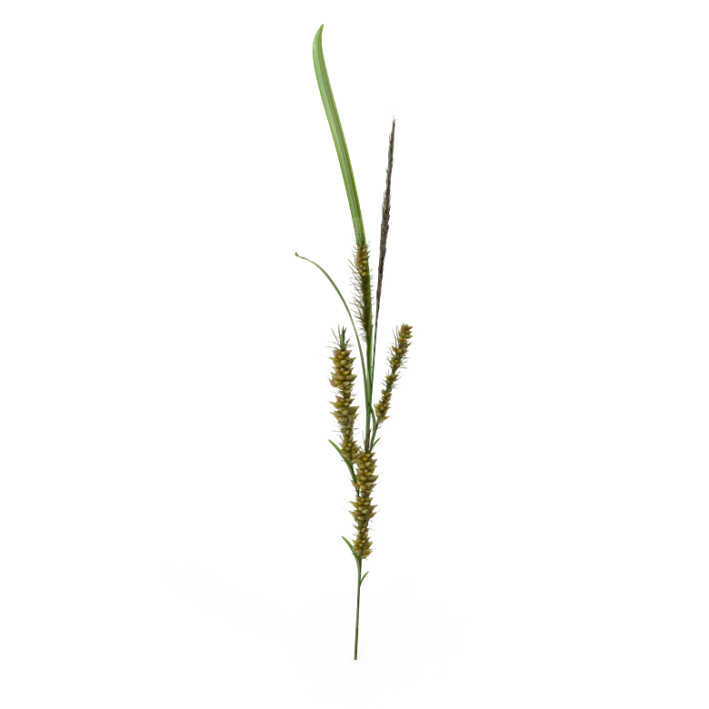蕨类植物小草丛免抠素材