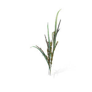 蕨类植物小草丛免抠素材