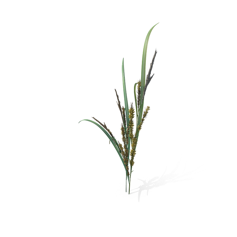 蕨类植物小草丛免抠素材