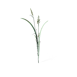 蕨类植物小草丛免抠素材