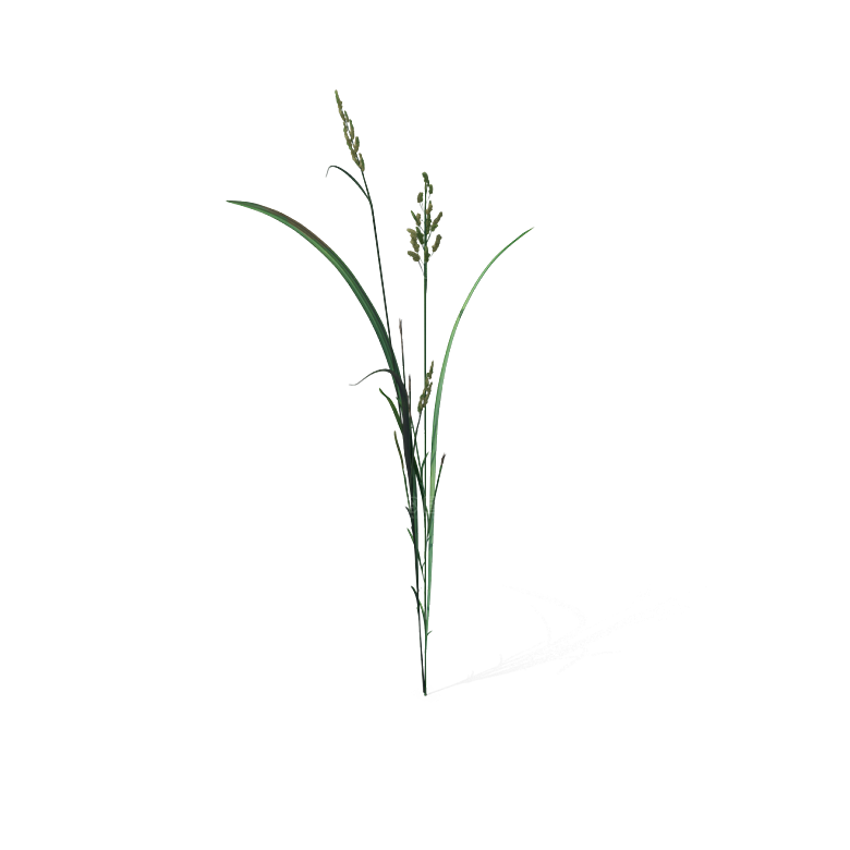 蕨类植物小草丛免抠素材
