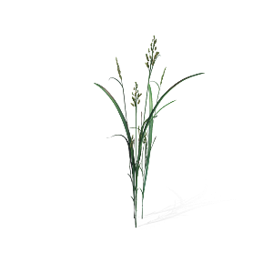 小草丛蕨类植物免抠素材