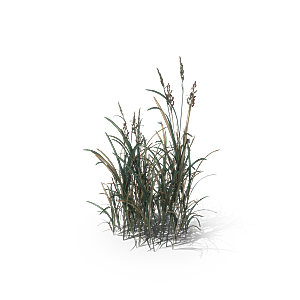 小草丛蕨类植物免抠素材