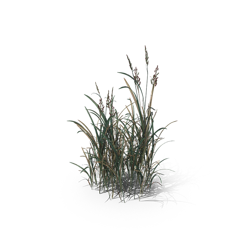 小草丛蕨类植物免抠素材