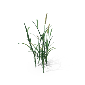 小草丛蕨类植物免抠素材