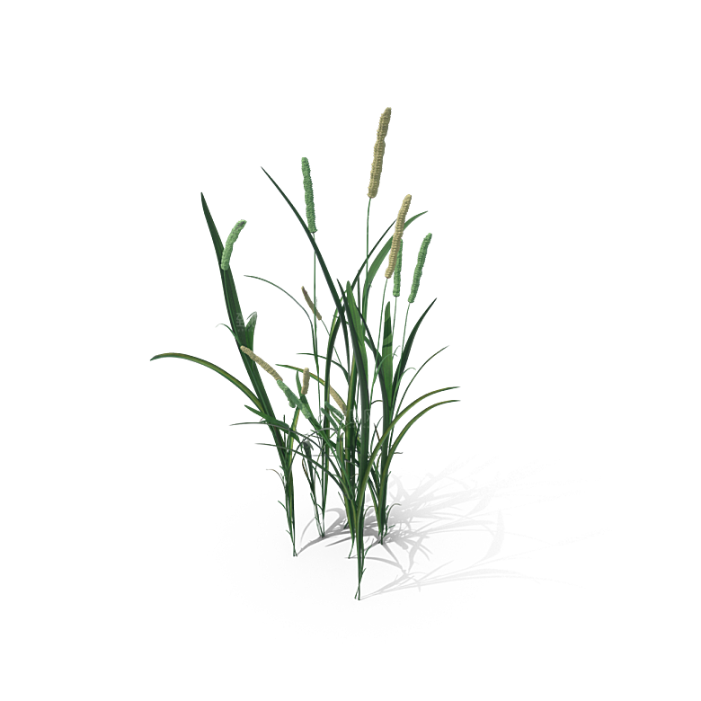 小草丛蕨类植物免抠素材