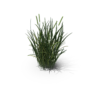 小草丛蕨类植物免抠素材