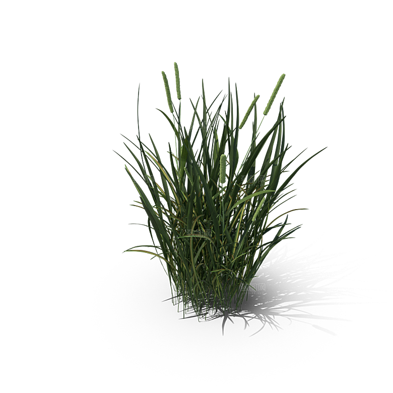 小草丛蕨类植物免抠素材