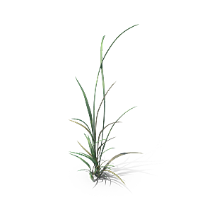 小草丛蕨类植物免抠素材