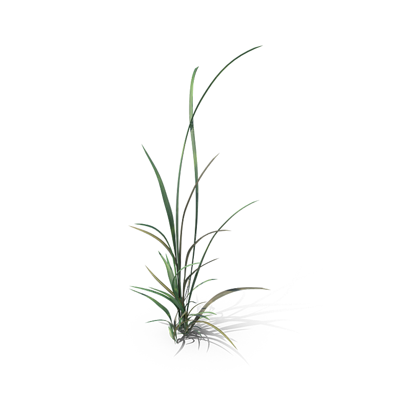 小草丛蕨类植物免抠素材