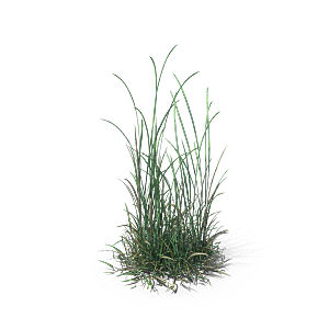 小草丛蕨类植物免抠素材