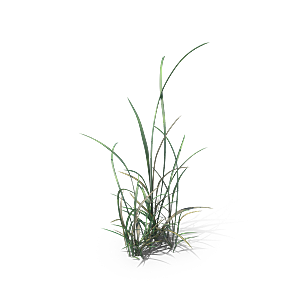 小草丛蕨类植物免抠素材