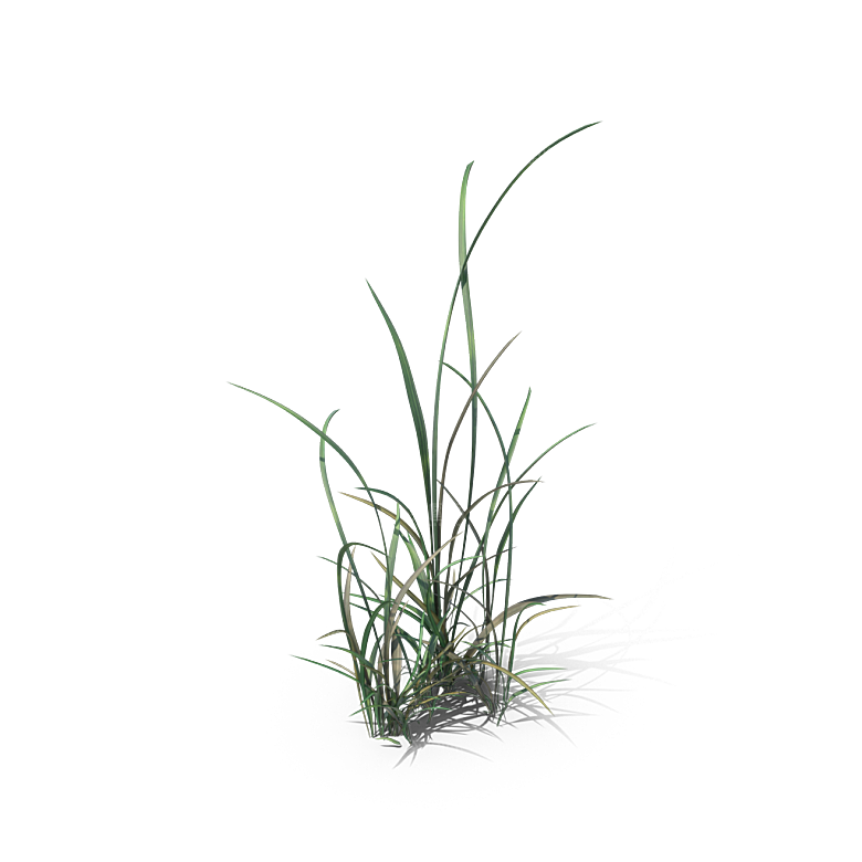 小草丛蕨类植物免抠素材
