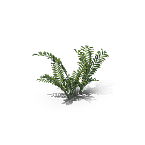 小草丛蕨类植物免抠素材