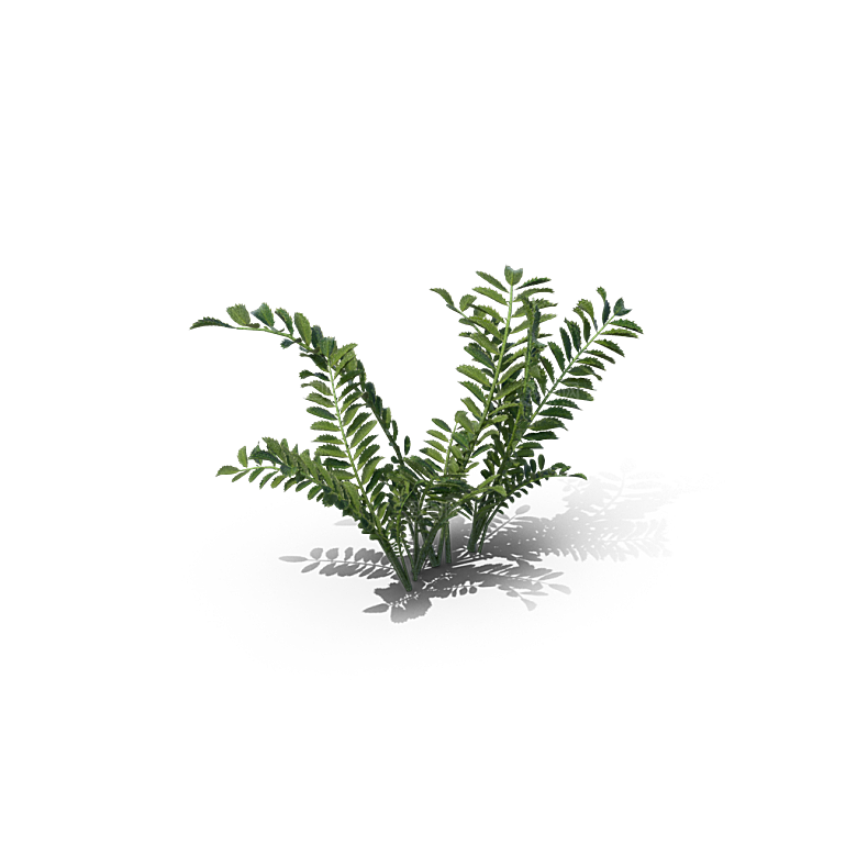 小草丛蕨类植物免抠素材